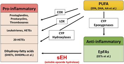 Soluble Epoxide Hydrolase Inhibitor: A Novel Potential Therapeutic or Prophylactic Drug for Psychiatric Disorders